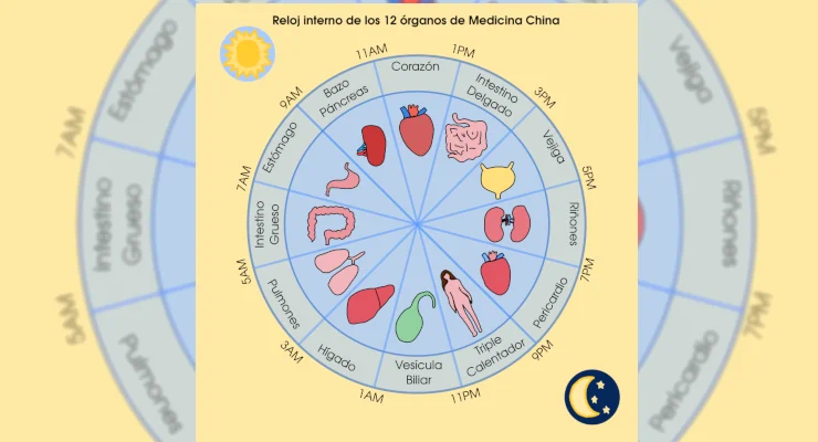 Reloj interno 12 organos MTC