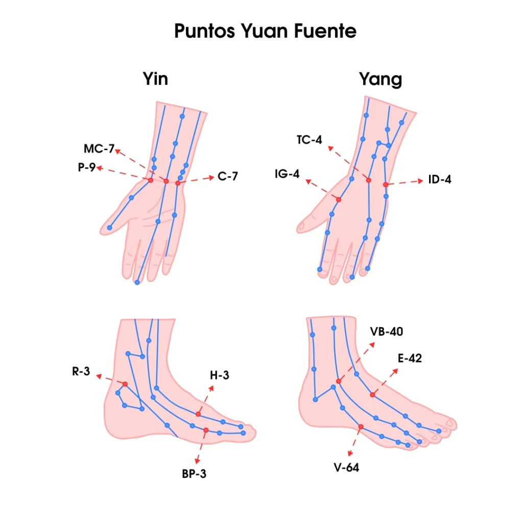 Representación de una mano con los 12 Puntos Yuan Fuente
