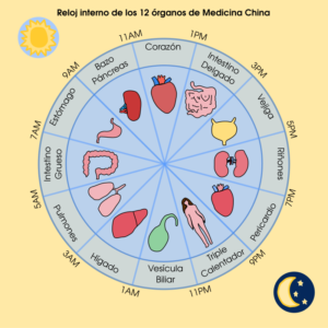 Reloj interno organos medicina china