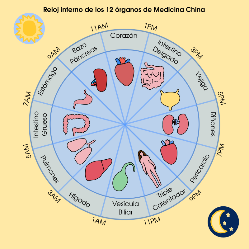 Póster Reloj interno de 12 órganos en MTC