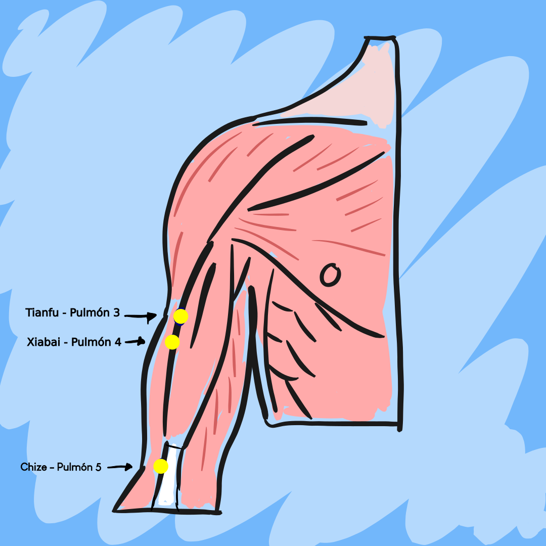 Punto de acupuntura XIABAI – Pulmón 4 Punto de acupuntura XIABAI – Pulmón 4