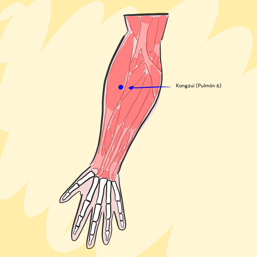 Punto de acupuntura KONGZUI – Pulmón 6 Punto de acupuntura KONGZUI – Pulmón 6